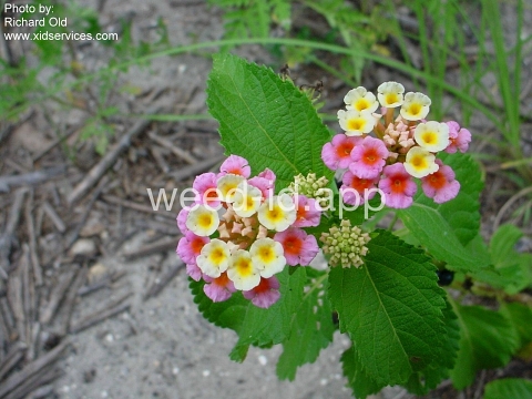 lantana, largeleaf